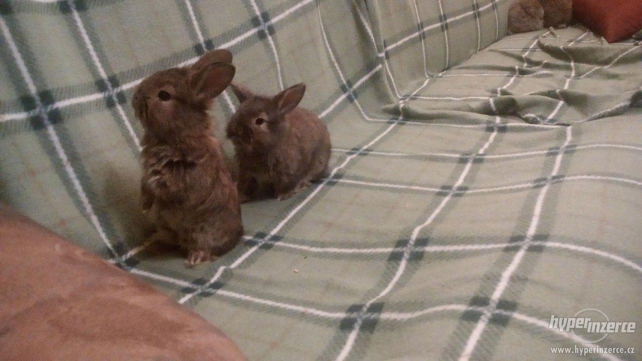 krásné zakrslé králíčky - foto 1