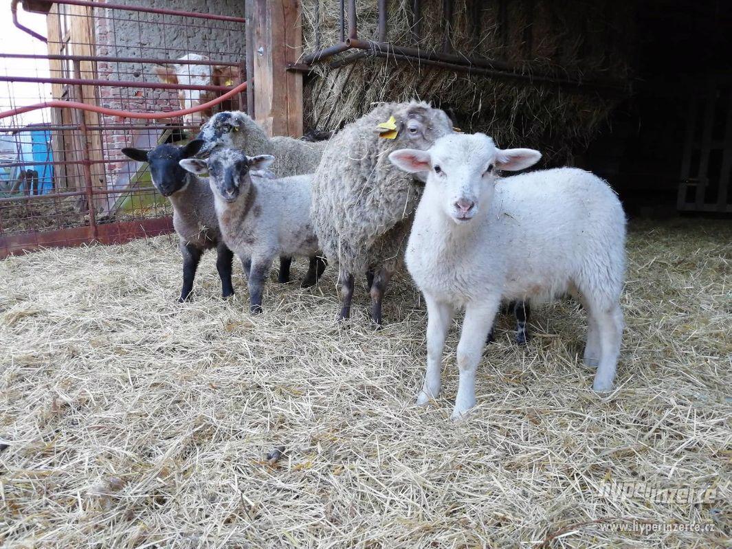 Jehňata Suffolk/Romanovská - foto 1