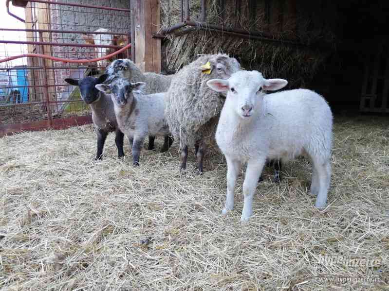 Jehňata Suffolk/Romanovská - foto 1