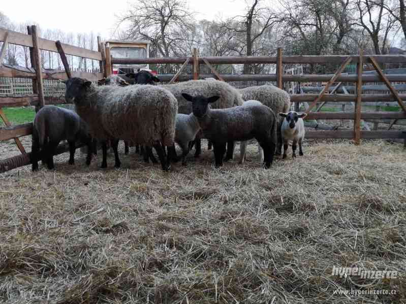 Jehňata Suffolk/Romanovská - foto 2