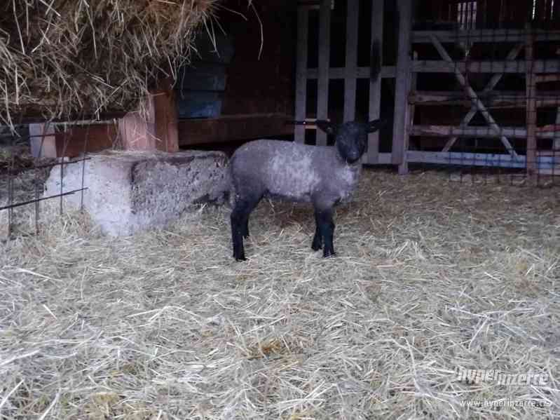 Jehňata Suffolk/Romanovská - foto 3