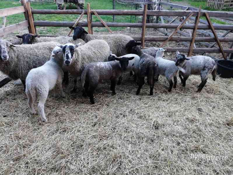 Jehňata Suffolk/Romanovská - foto 4
