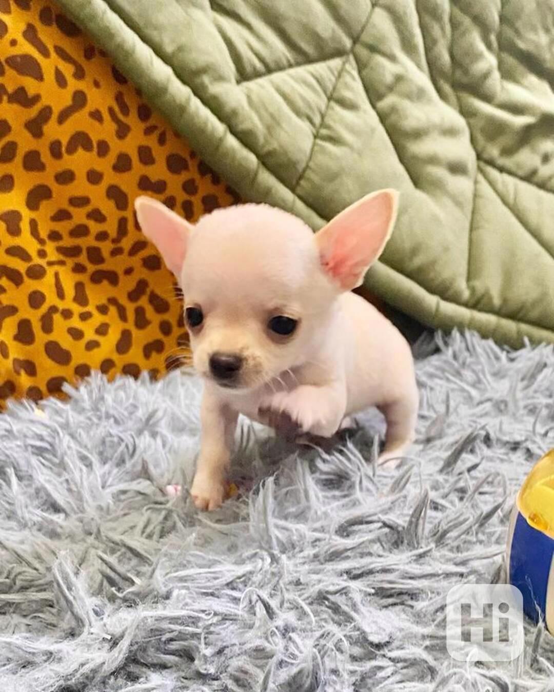 Štěňata čivava k adopci - foto 1