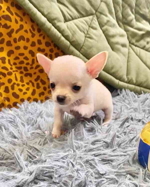 Štěňata čivava k adopci - foto 1