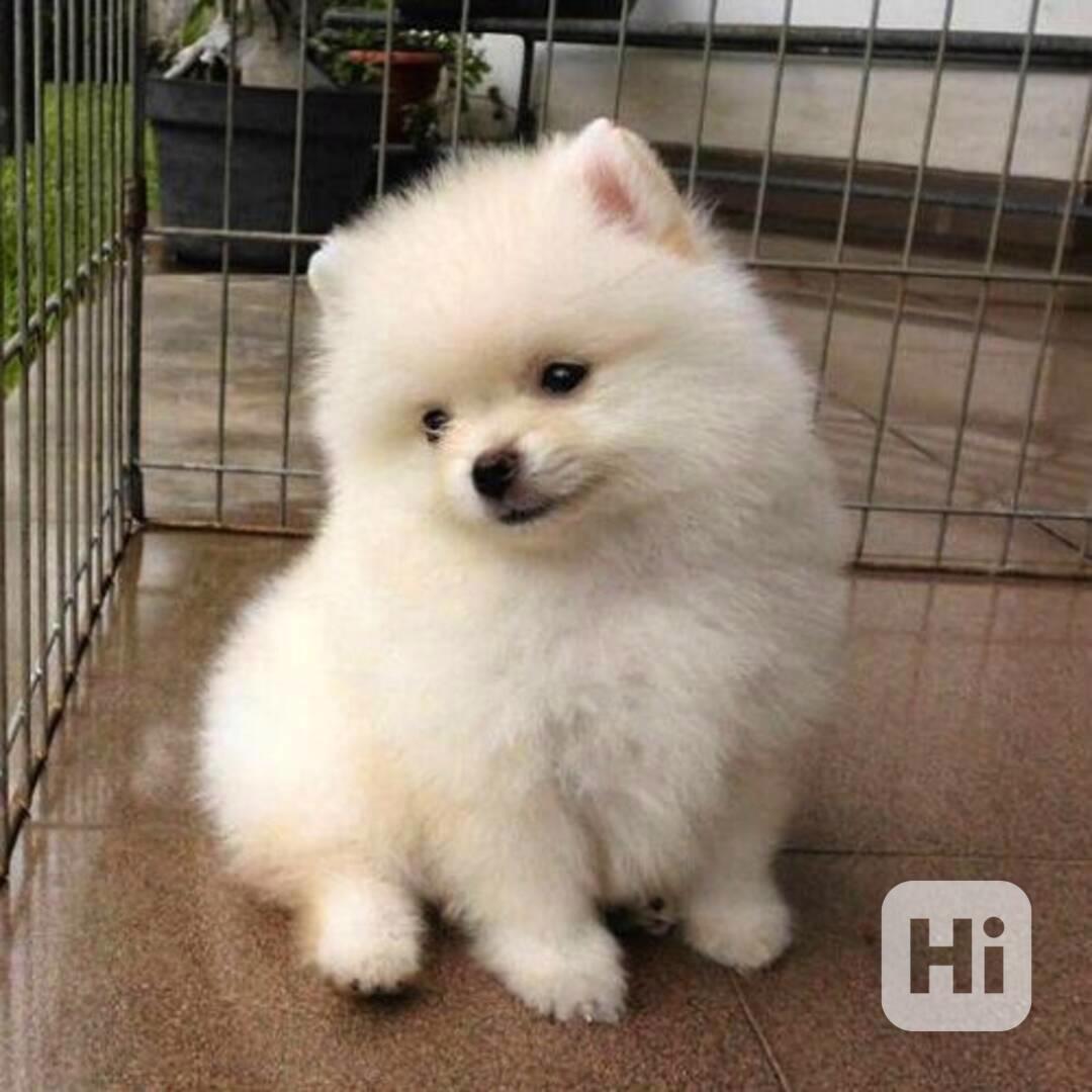 Štěňata pomeranského ovčáka k dispozici zdarma - foto 1