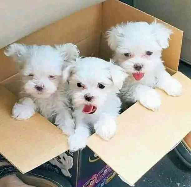 štěňátka maltézáka a fenky k adopci zdarma - foto 1