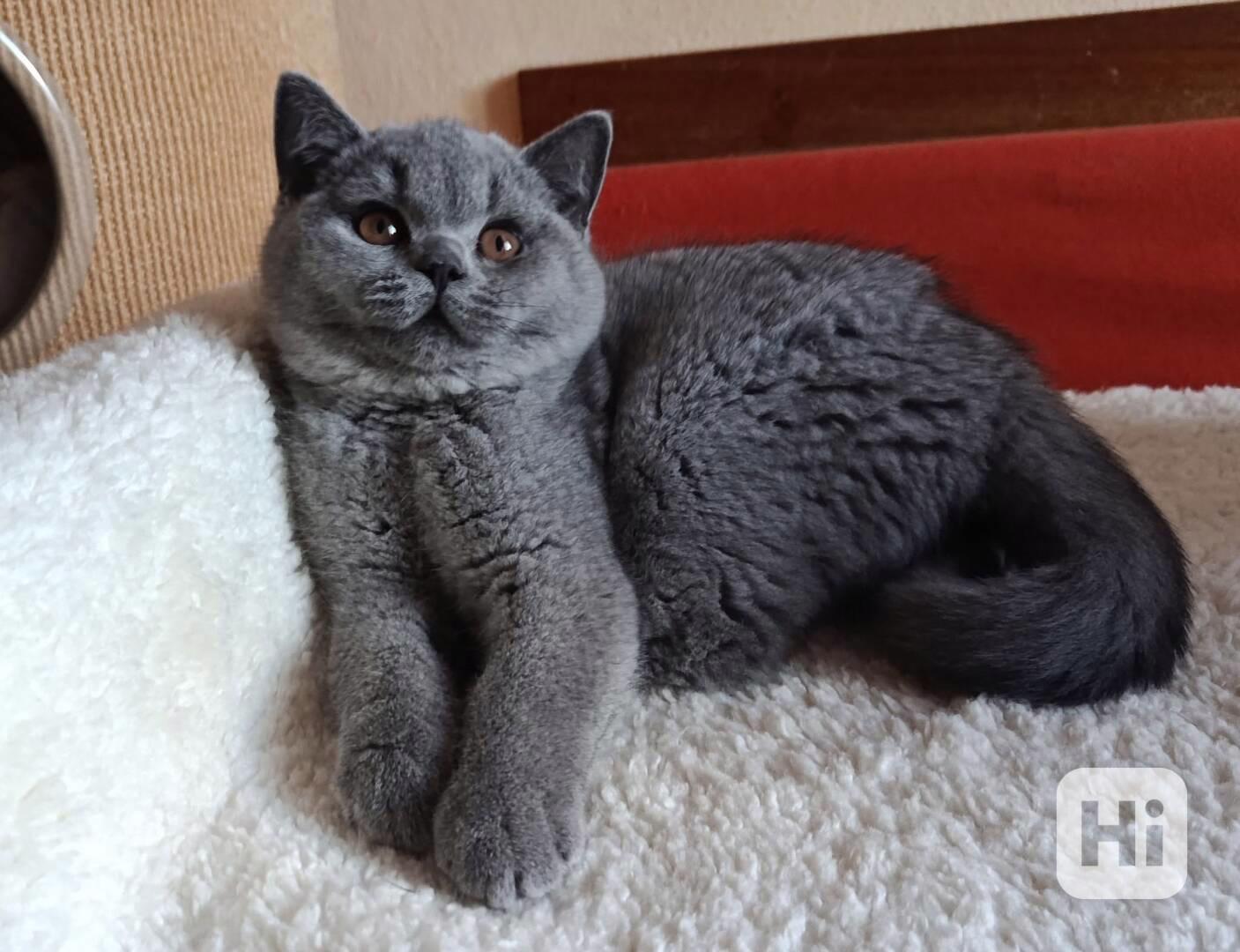 Britský modrý kocourek s PP - foto 1