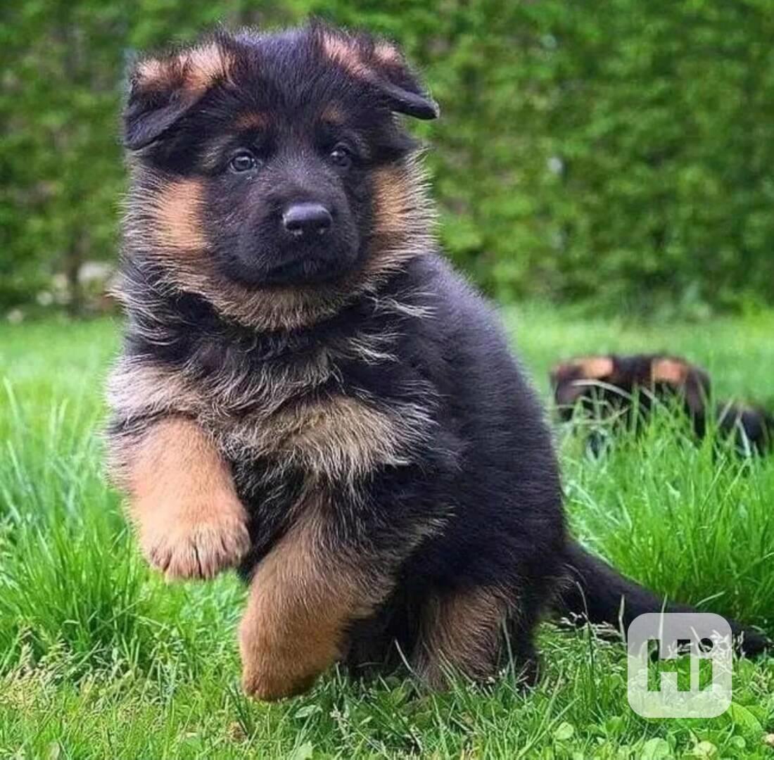 Štěňata německého ovčáka - foto 1