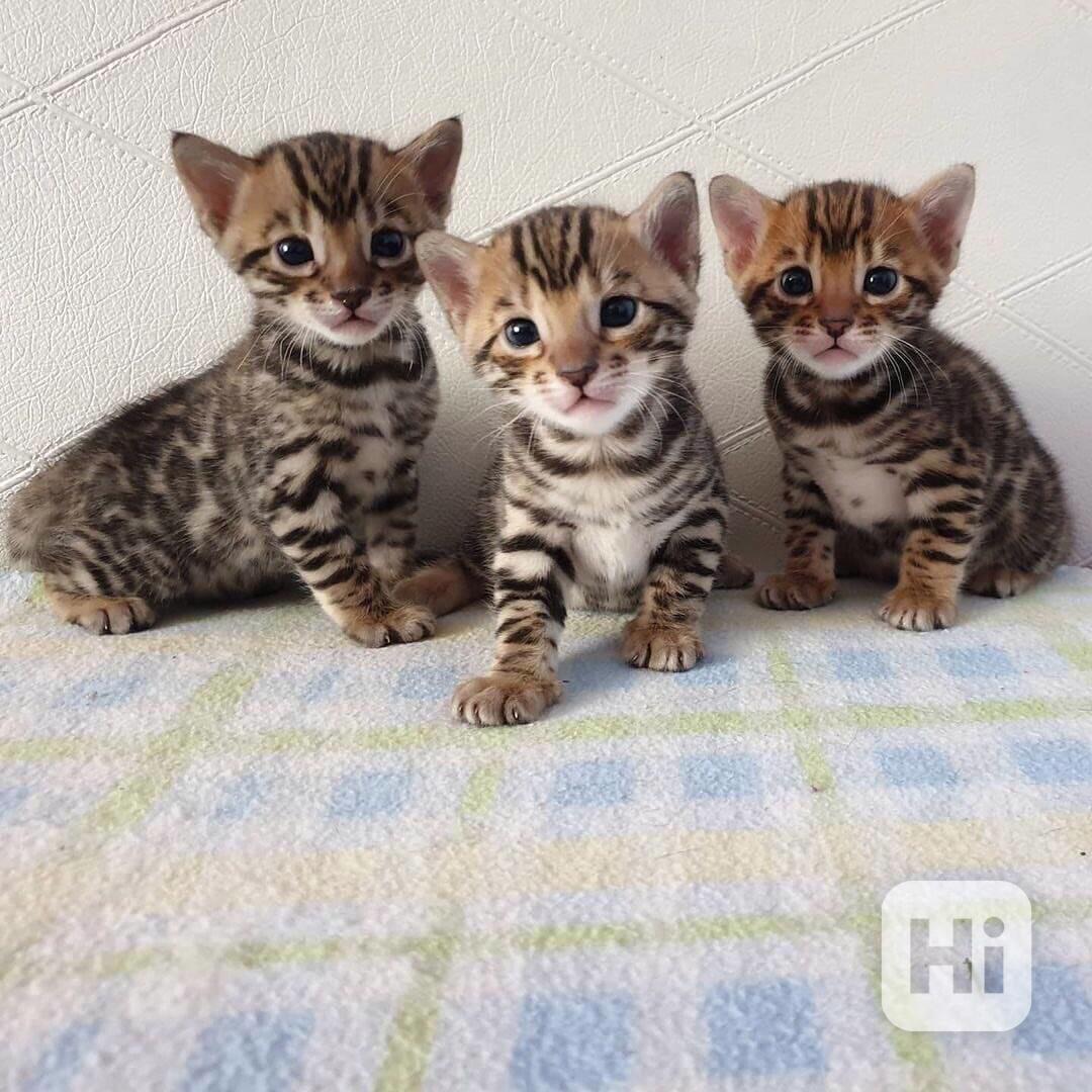 Krásné bengálské kotě na prodej - foto 1