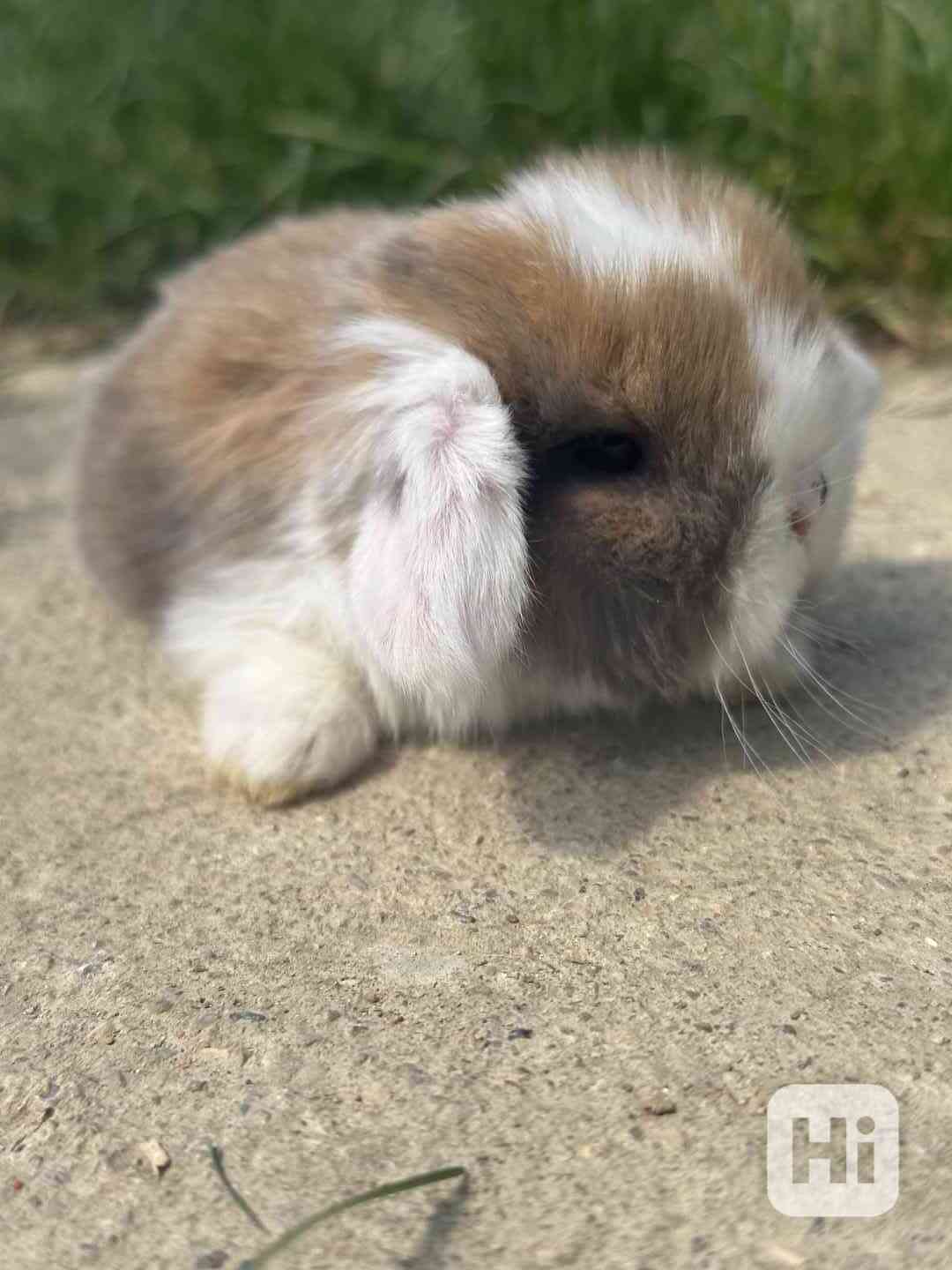 Minilop miminka z rezervaci  - foto 1