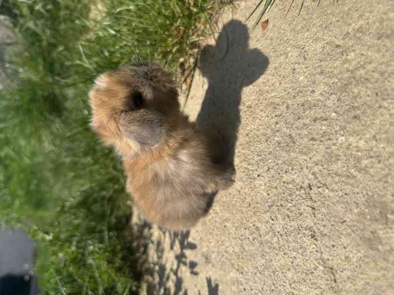 Minilop miminka z rezervaci  - foto 4