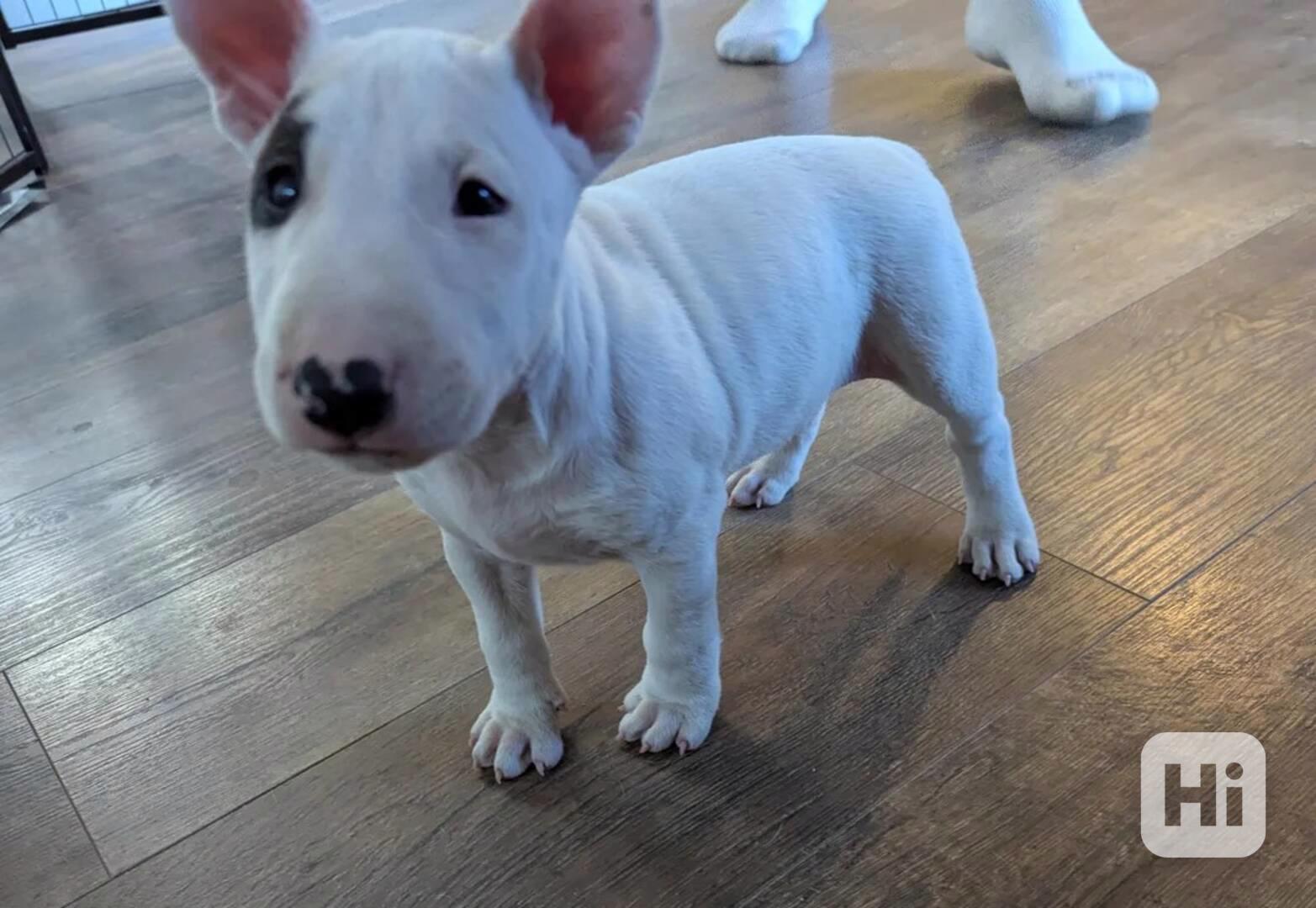 Rozkošná štěňátka bulteriéra hledají milující domov - foto 1