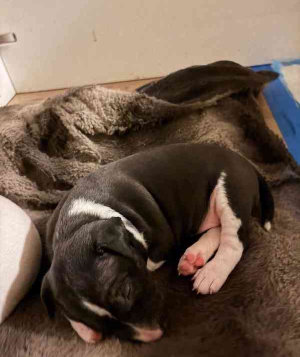 Rozkošná štěňátka bulteriéra hledají milující domov - foto 2