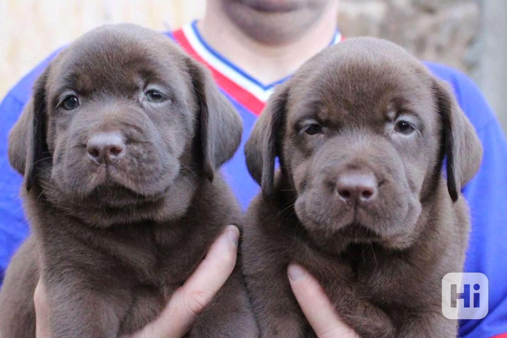 Krásná štěňata labradora k adopci - foto 1