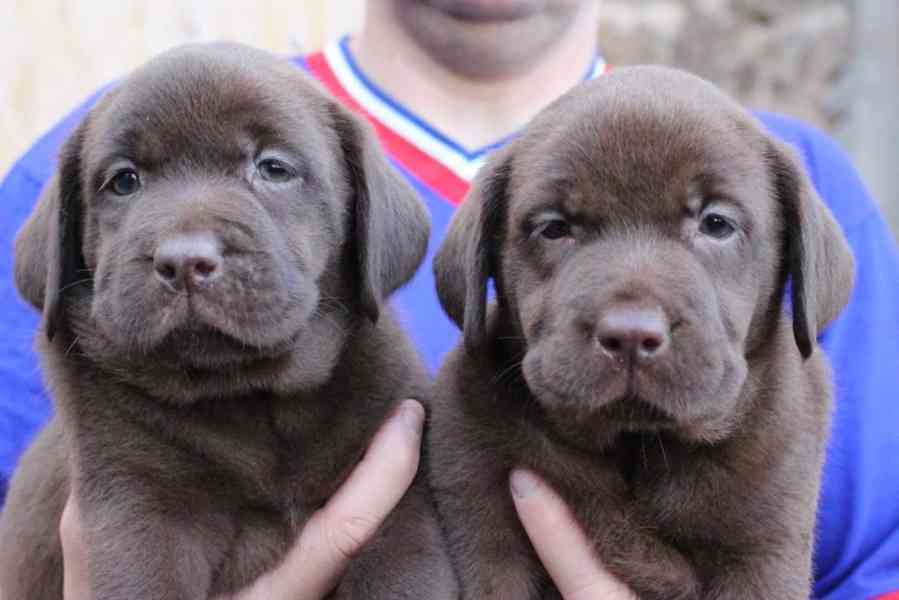 Krásná štěňata labradora k adopci