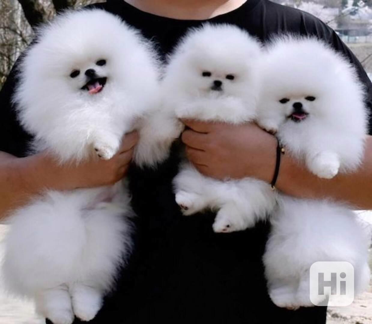 štěňata pomeranianů na dárek - foto 1