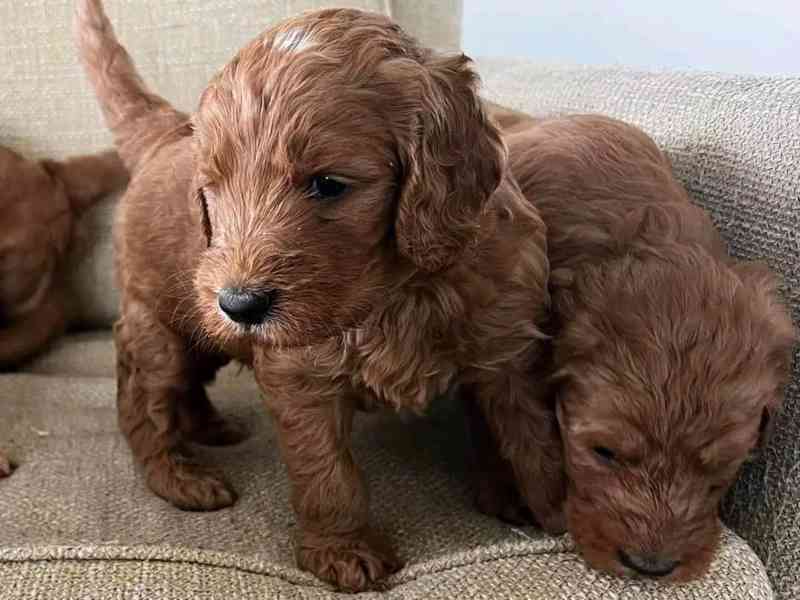 Krásná štěňátka Goldendoodle - foto 1