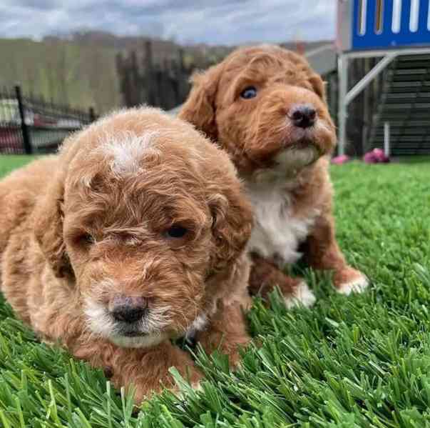Krásná štěňátka Goldendoodle - foto 2