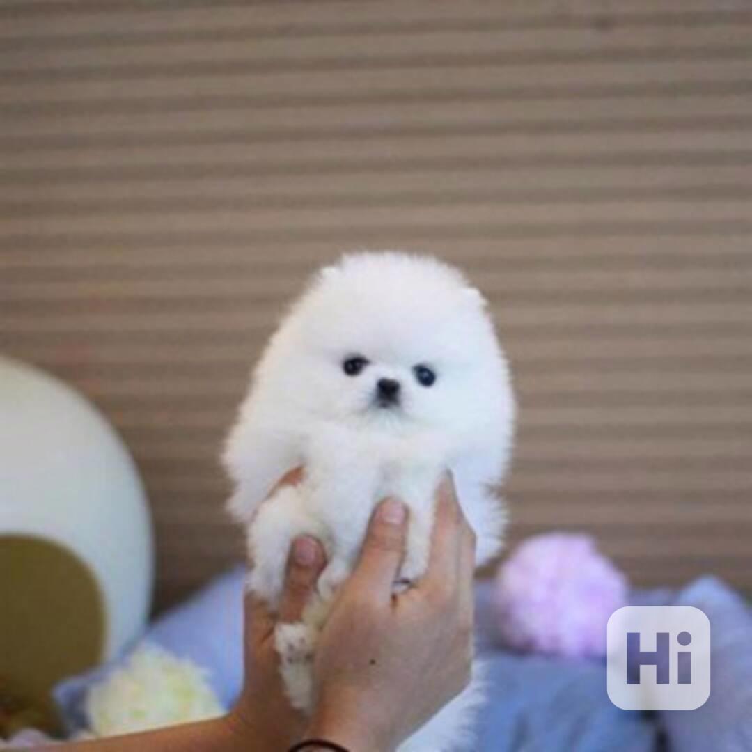 Německý špic. Mini pomeranian bez PP. - foto 1