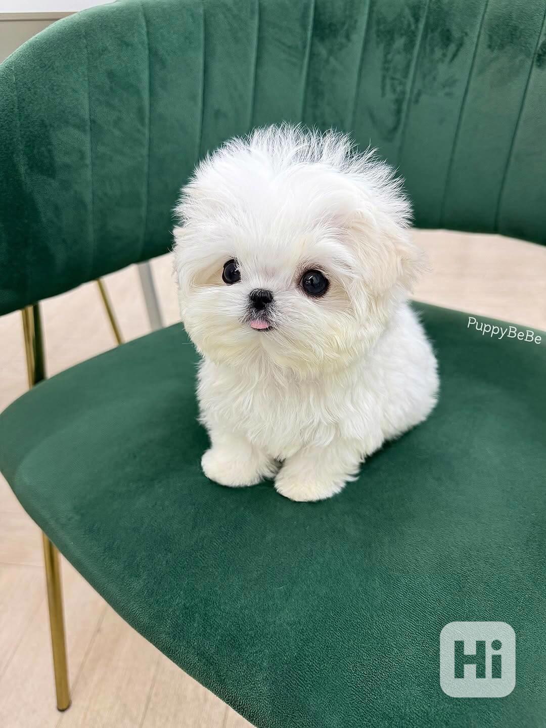 Maltese  - foto 1
