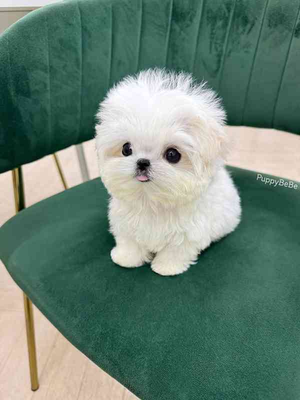 Maltese  - foto 1