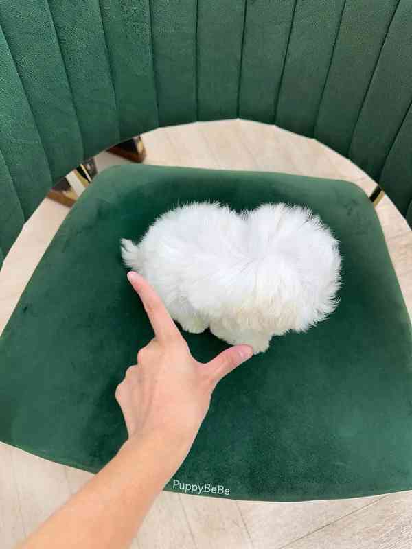 Maltese  - foto 2