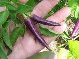 Chilli Cayenne Purple - semena - foto 1
