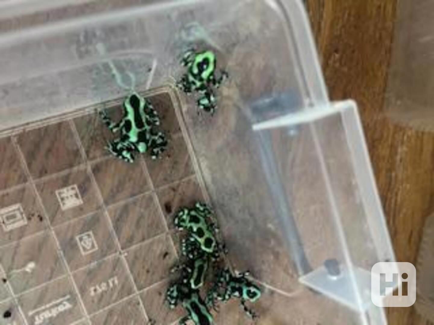 3–4 měsíce staré zeleno-černé šípové žáby - foto 1