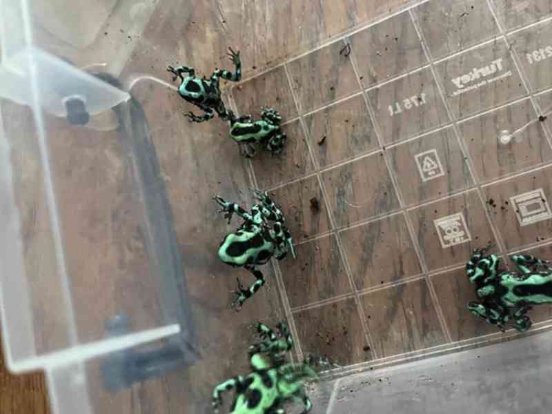 3–4 měsíce staré zeleno-černé šípové žáby - foto 2
