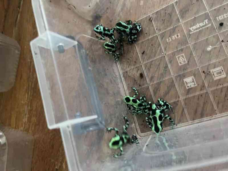 3–4 měsíce staré zeleno-černé šípové žáby - foto 3
