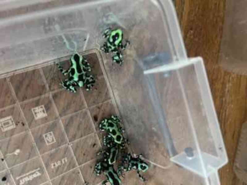 3–4 měsíce staré zeleno-černé šípové žáby - foto 1