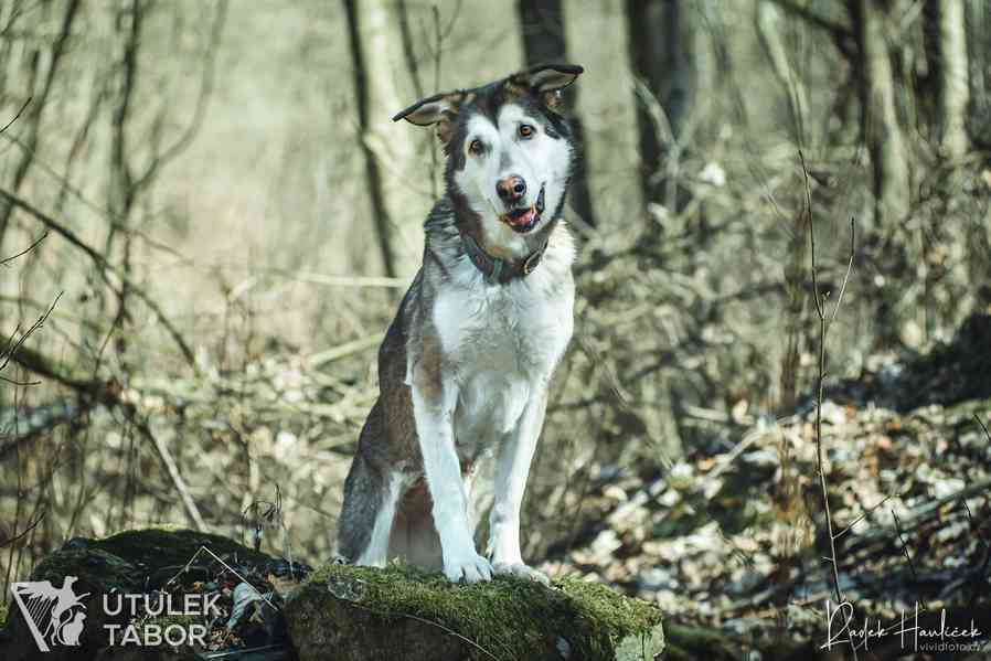 Něha ♥ je počátkem lásky - foto 2