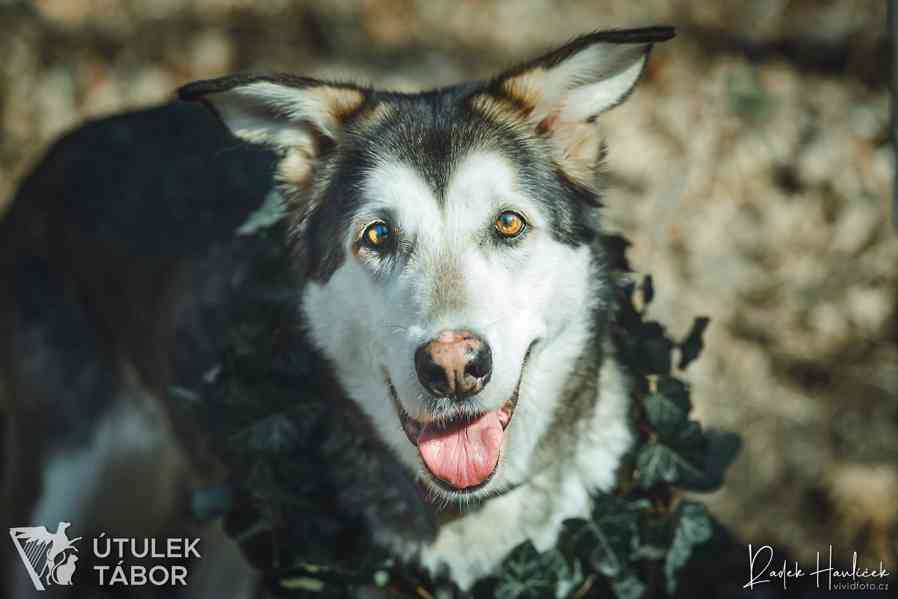 Něha ♥ je počátkem lásky - foto 4