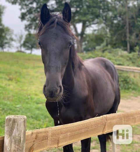 Fríský kůň - foto 1