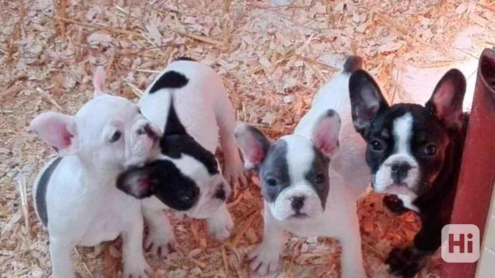 Roztomilá štěňata francouzského buldoka k adopci - foto 1