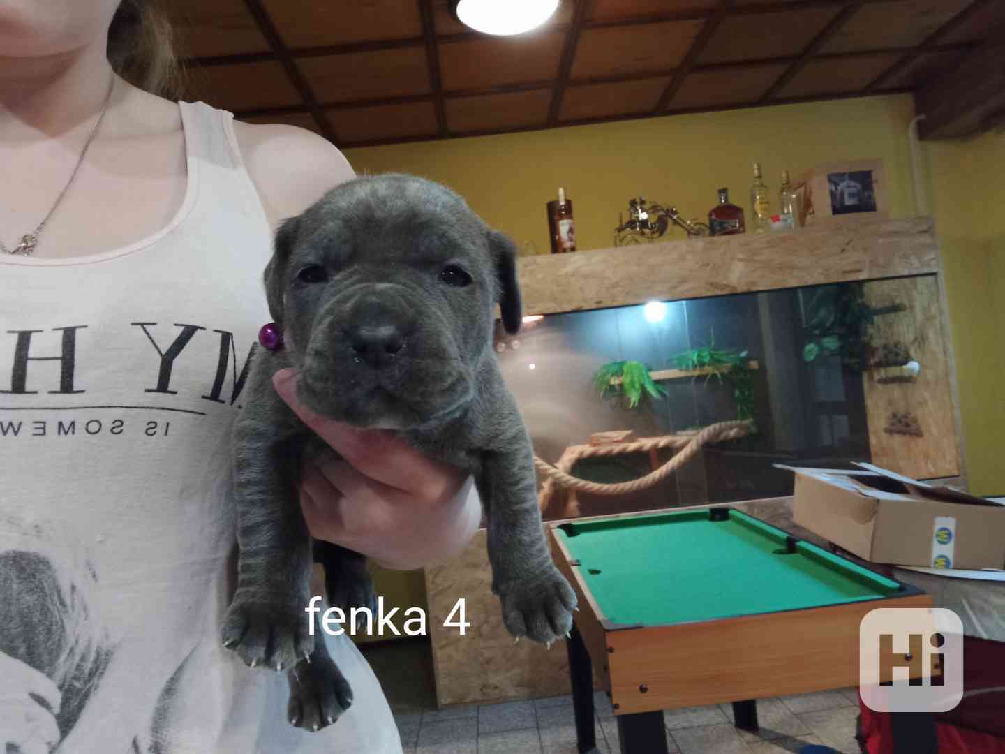 Bandog - foto 1