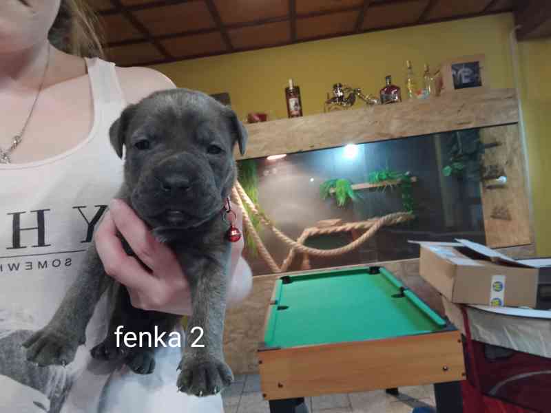 Bandog - foto 6