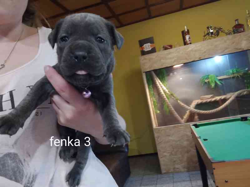 Bandog - foto 5