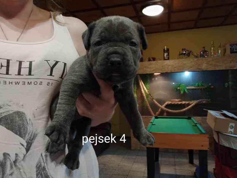 Bandog - foto 2