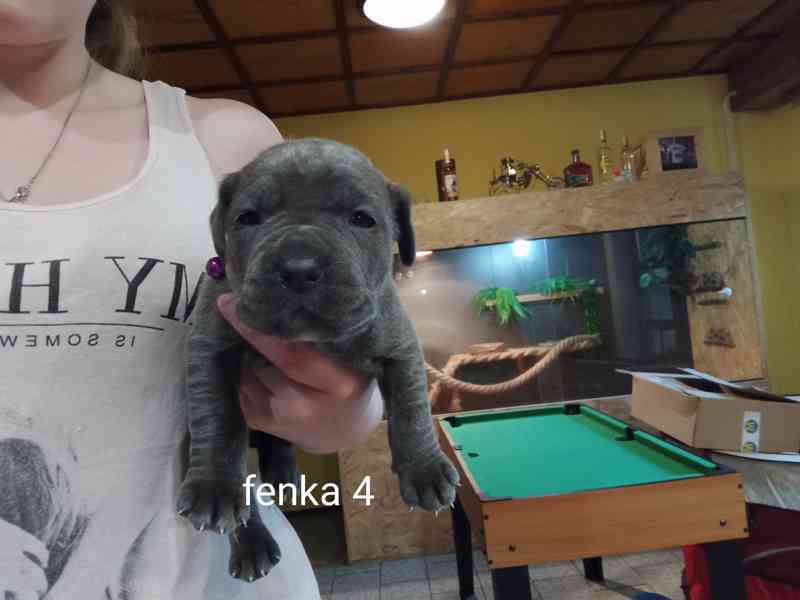 Bandog - foto 1