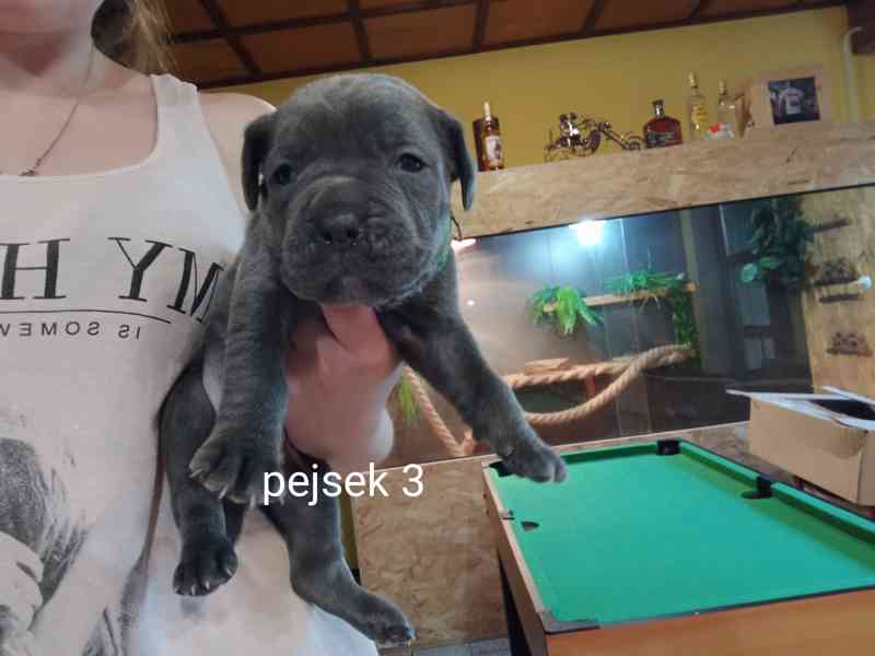 Bandog - foto 3