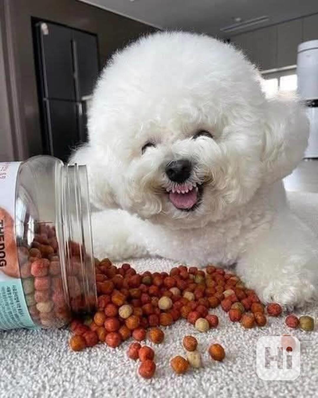 Krásný bišonek na prodej - foto 1