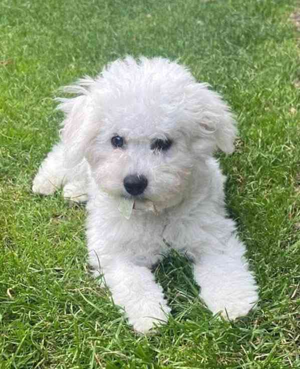 Krásný bišonek na prodej - foto 2