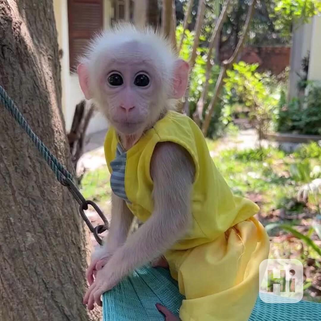 🐒 Dobře vycvičené kapucínské opice na prodej – inteligentní - foto 1
