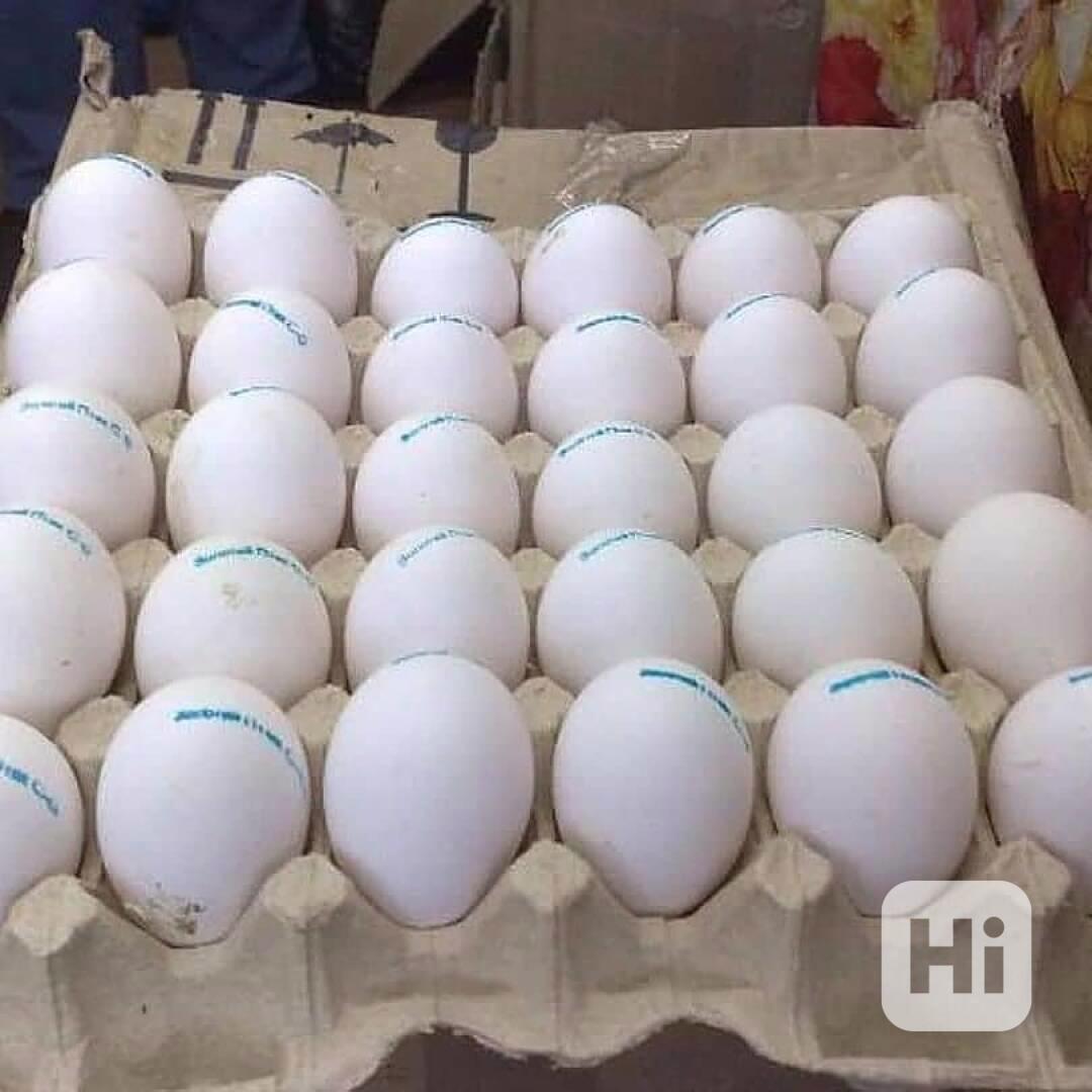 🪺 Papouščí vejce k dispozici - foto 1