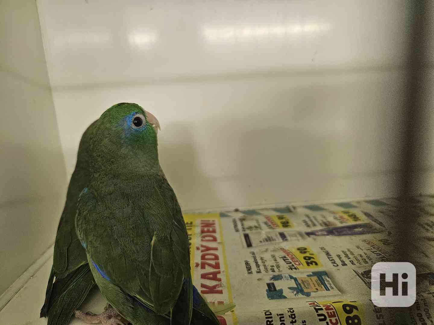 Papoušíček brýlatý  - foto 1