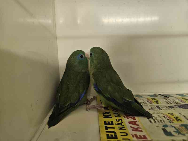 Papoušíček brýlatý  - foto 2