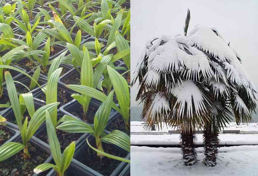 sazenice palma Trachycarpus fortunei 4 - 5 listů