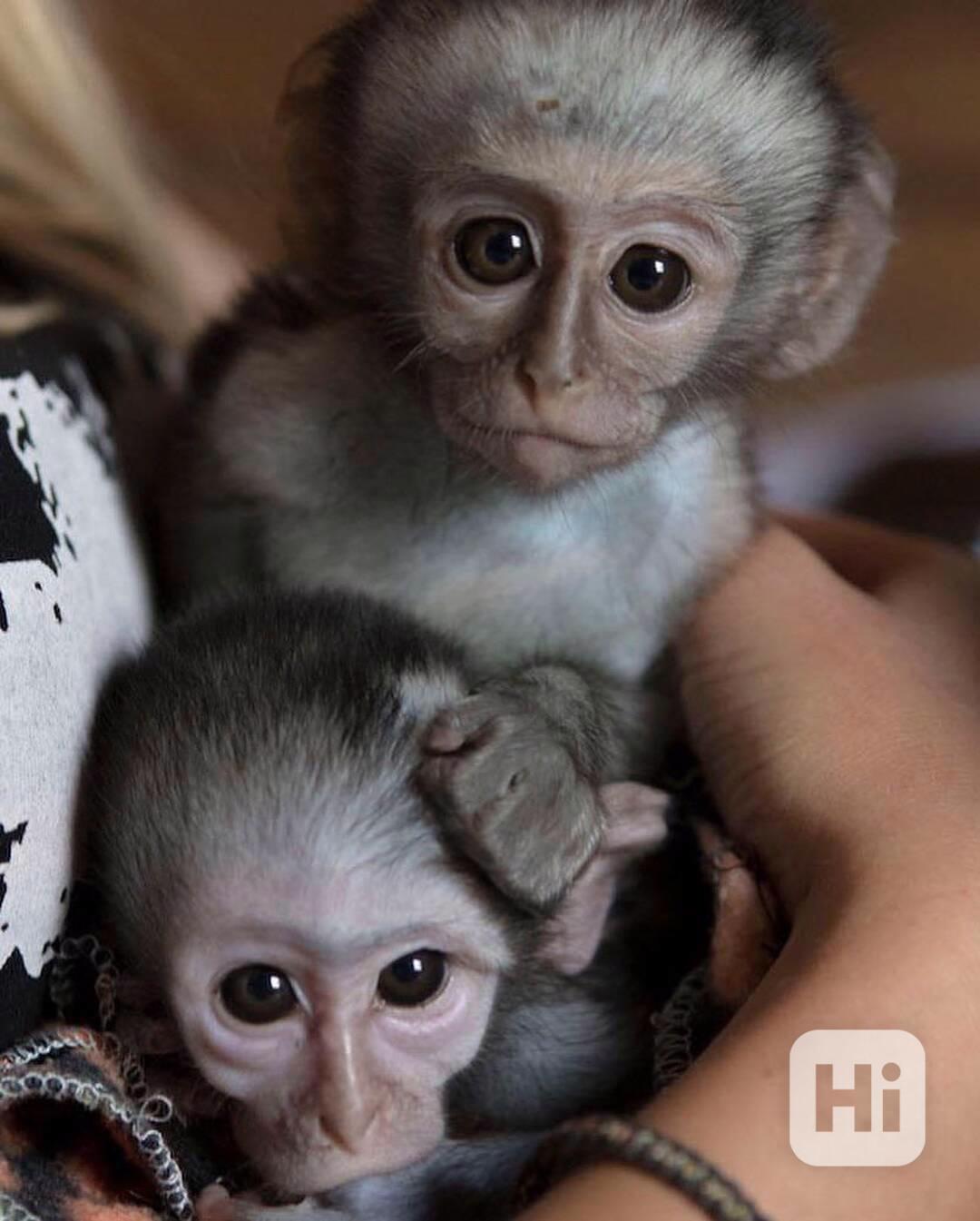 🐾 Přátelská štěňata jezevčíka na prodej  - foto 1