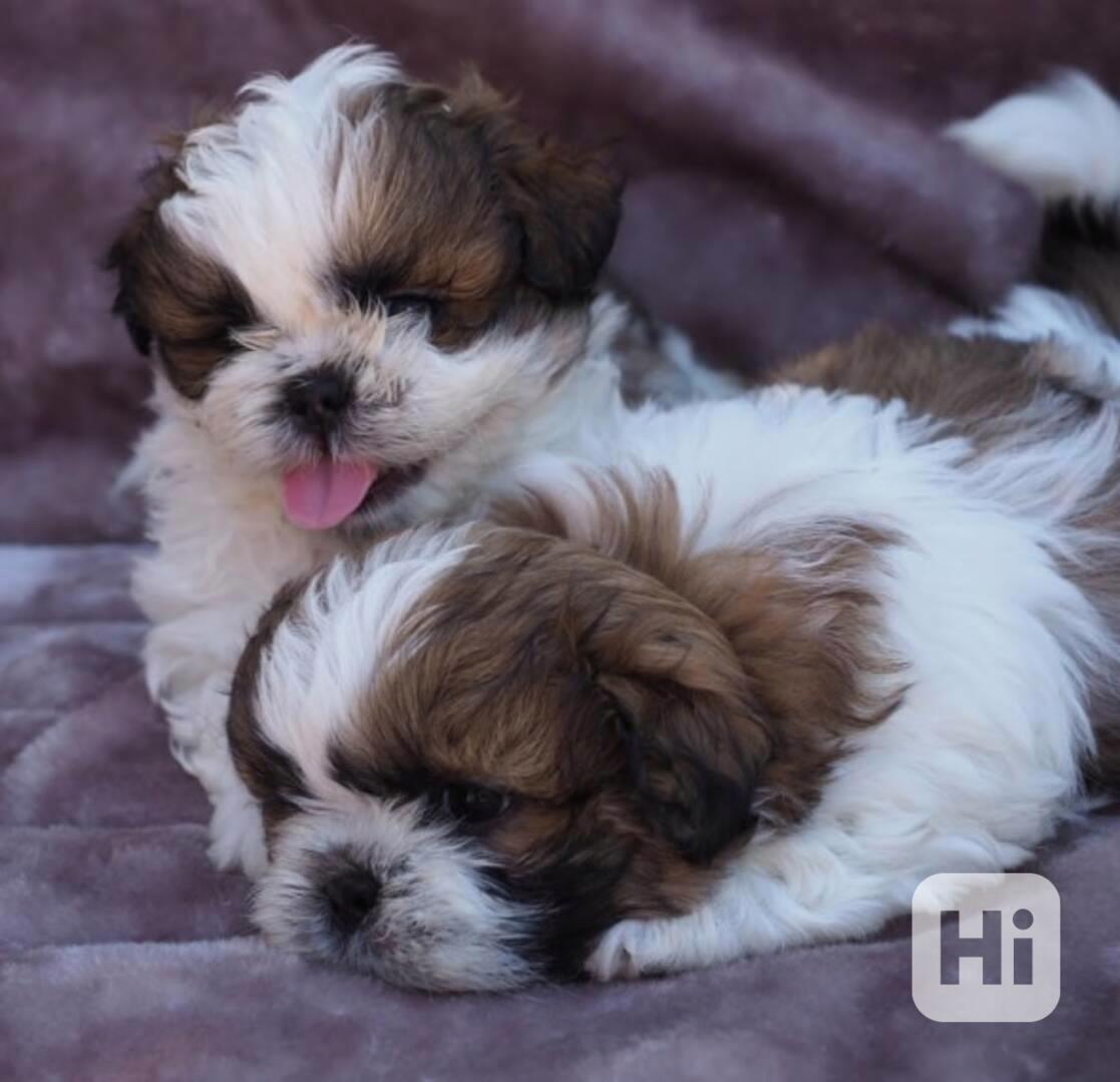 Štěňata shih-tzu od Rantos Dione Shume. - foto 1